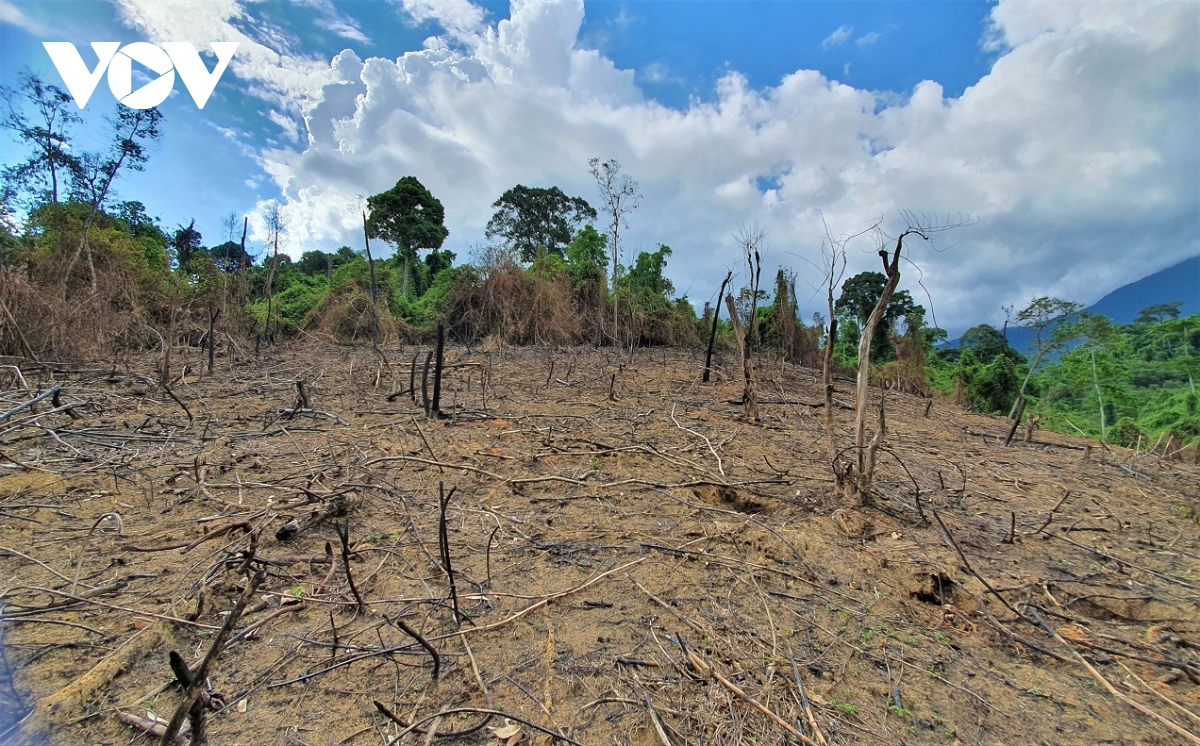 Cận cảnh 20 ha rừng ở Phước Sơn bị đốt cháy rụi